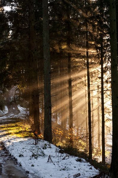 Zonnestralen door de bomen von Anne Meyer