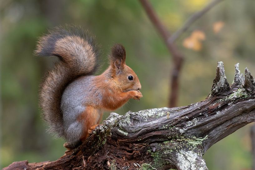 Ecureuil par Merijn Loch