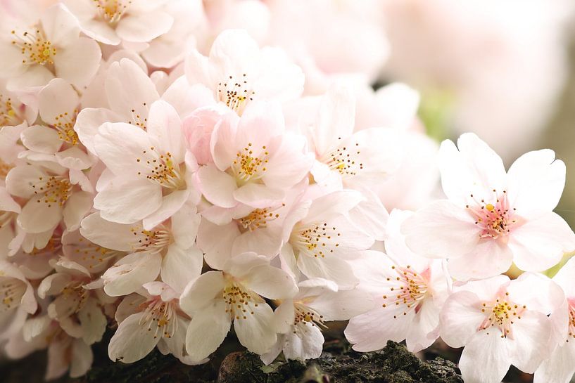 Wollige Sakura.1 von Daniëlle Eibrink Jansen