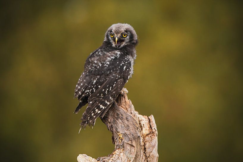 Sperlingskauz von Samantha Rorijs