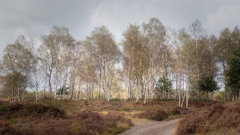 Birken auf dem Stulp von Bart Uijterlinde