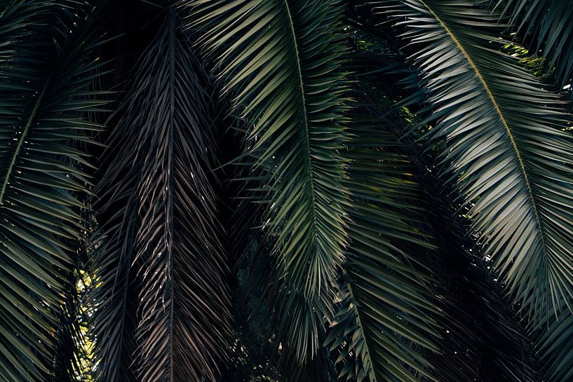 Detail of palm tree in Malaga by Clazien Boot