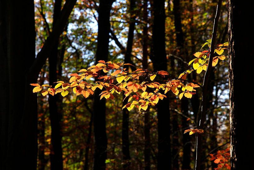 Buche von Thomas Jäger