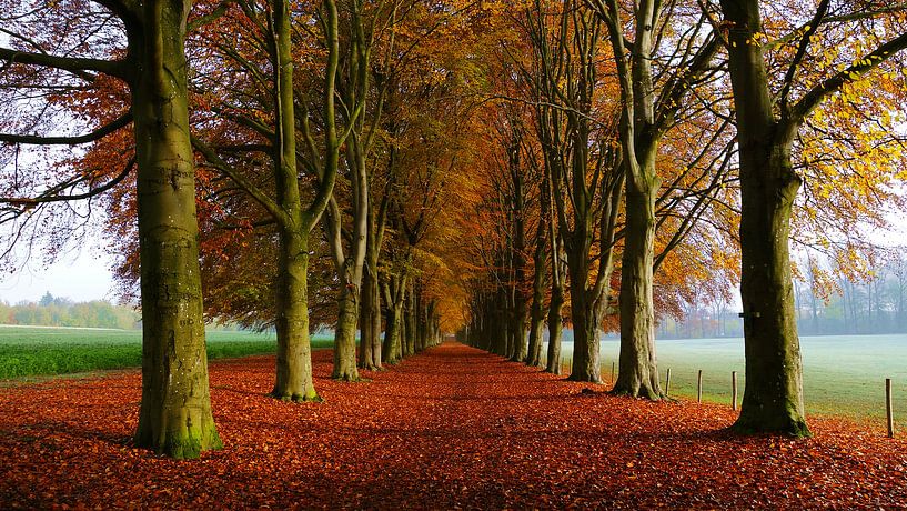 Herbstbäume von Daphne Photography