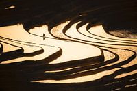 Riziculteur dans les rizières en terrasse au coucher du soleil