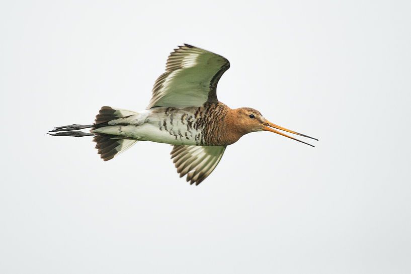 Grutto volant en version high key par Jeroen Stel