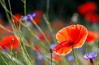 A tender poppy in the field