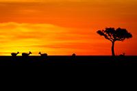 Grant Gazelle in African Sunset