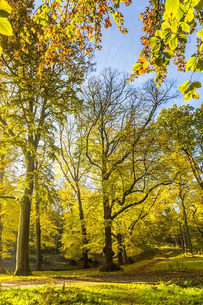 Erwachsenen Buche in Herbstfarben bei Gegenlicht von Henk van den Brink