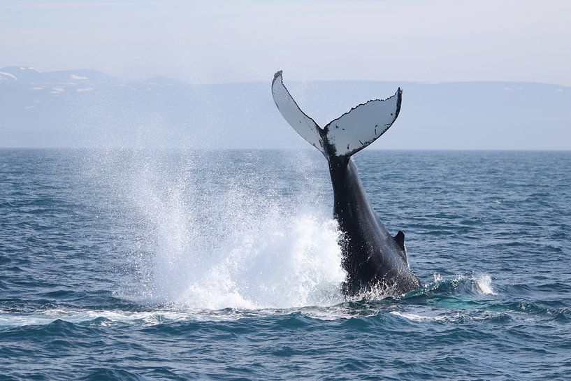 Humpback whale is enthusiastic by Manon Verijdt