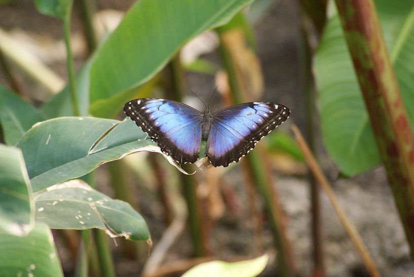Morpho peleides vlinder by Ronald en Bart van Berkel