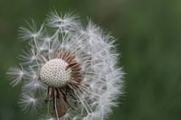 uigebloeide paardebloem