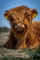 Portrait of a Scottish Highlander calf