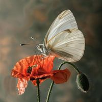 Weißer Schmetterling auf rotem Mohn
