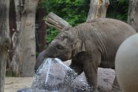 Asian elephant calf drinking water.