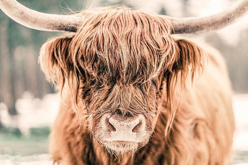 Schottische Highlander im Schnee im Vorfrühling von Sjoerd van der Wal Fotografie