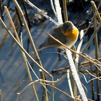 Winter in de Grienden