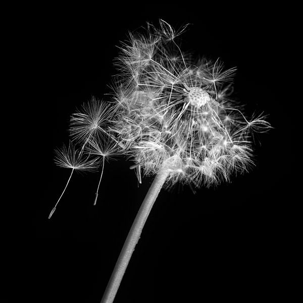 Loslassen... von Klaartje Majoor