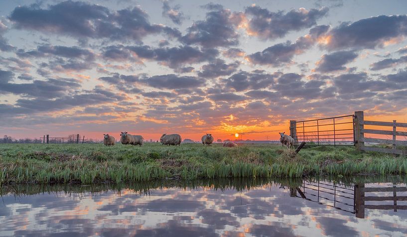 Schafherde auf der Wiese bei Sonnenaufgang! von Rossum-Fotografie
