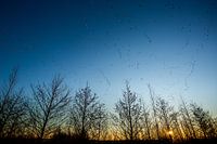 Gänsemigration bei Sonnenaufgang