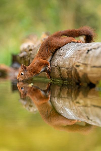 L'écureuil qui boit par Dick van Duijn