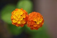 Bloempjes van Oranje