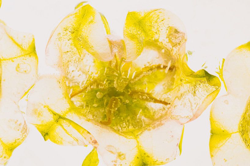 Bellflower in ice 1 by Marc Heiligenstein