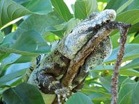 Leguaan in observeerstand