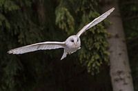 an owl in flight