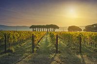 Weinberg von Bolgheri und Pinien bei Sonnenaufgang. Toskana
