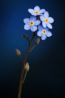 Forget-me-not