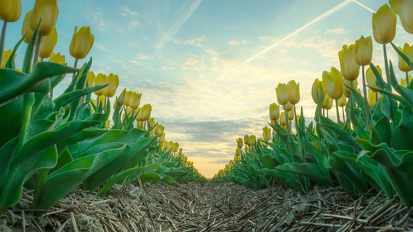 Bloemenveld Urk by Jeroen Weideman