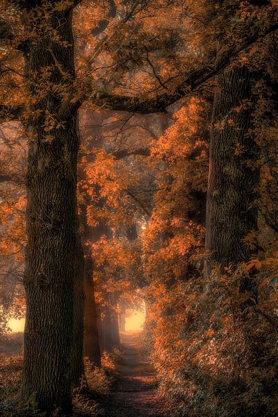 Fairy tale avenue by Thomas Jansen
