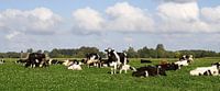 Dutch Cows