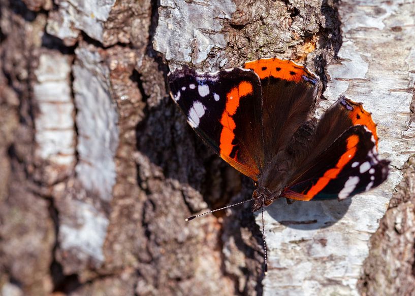 Spread your wings and warm up in the sun by Jolanda de Jong-Jansen