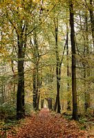 Automne dans une forêt de feuillus néerlandaise