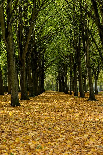 Herfst landschap van Menno Schaefer