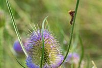 Bloeiende distel heeft rups op bezoek