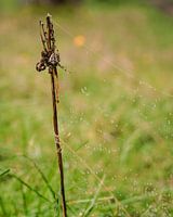 Cross spider waiting for prey in web with dewdrops
