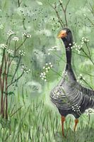 Aquarelle d'une oie cendrée dans du persil de vache