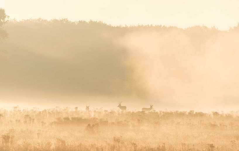 Cerf rouge avec son harem par Ans Bastiaanssen
