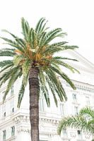 Palme in Nizza