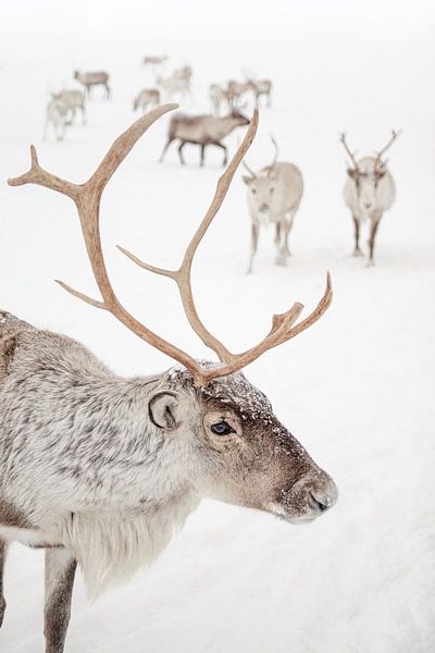 Rentiere im Schnee in Tromsø, Lappland von Henrike Schenk