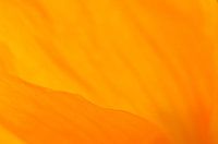 L'or ondulé du coquelicot