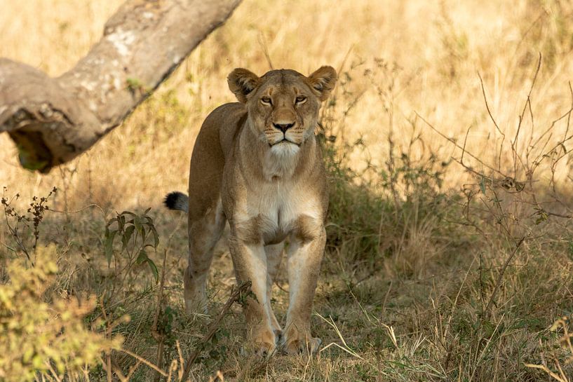 Lion in the Serengeti Tanzania by Sjaak Kooijman