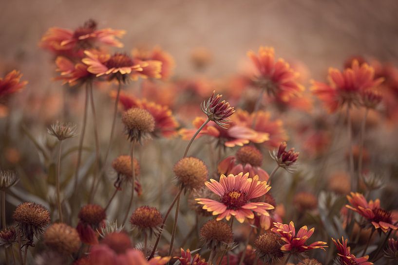 Orangetöne von Marina de Wit