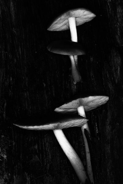 In einem Klumpen von Jan van der Knaap