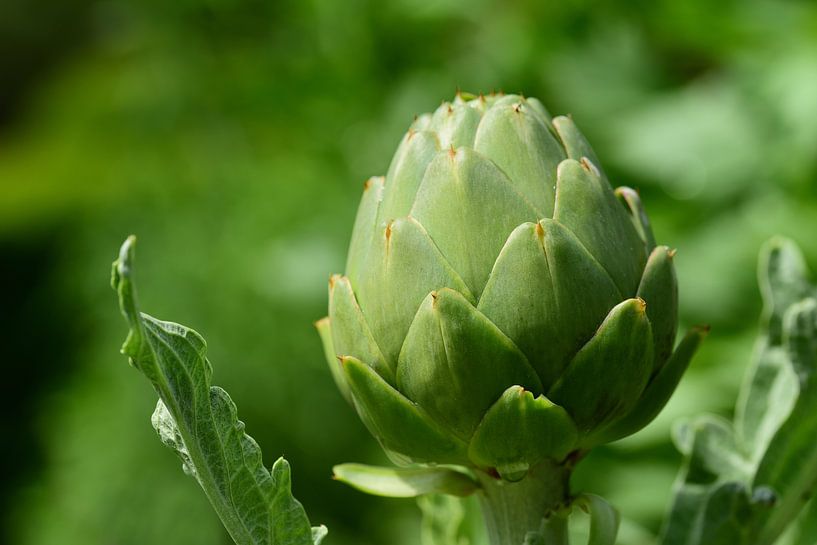 green artichoke by Ulrike Leone
