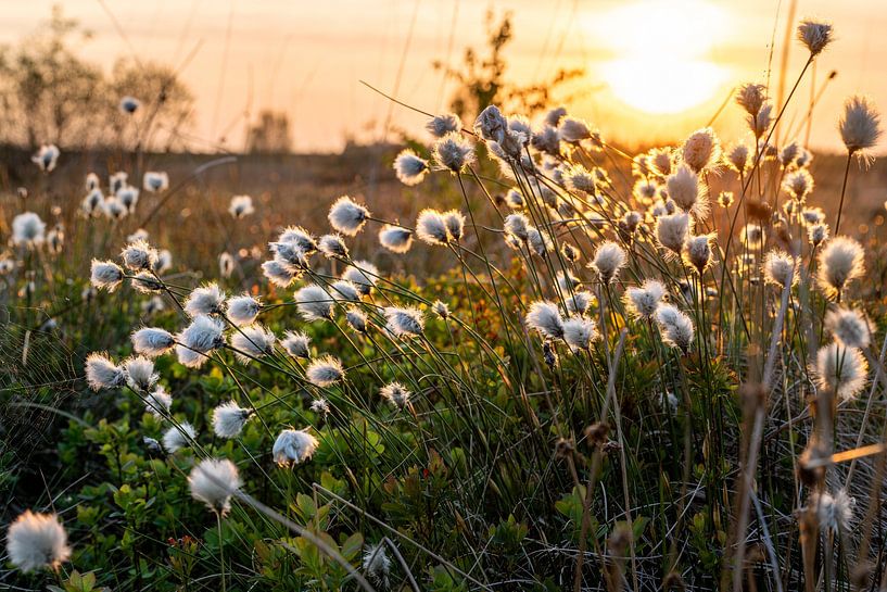 Hautes Fagnes, Belgique par Alexander Ludwig