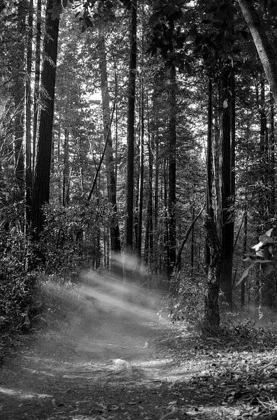 Der geheimnisvolle rote Wald von Xenia Blair